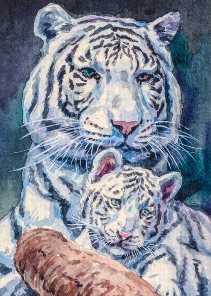 White Tiger Mom and Baby Watercolour Painting Print 100% Australian Made