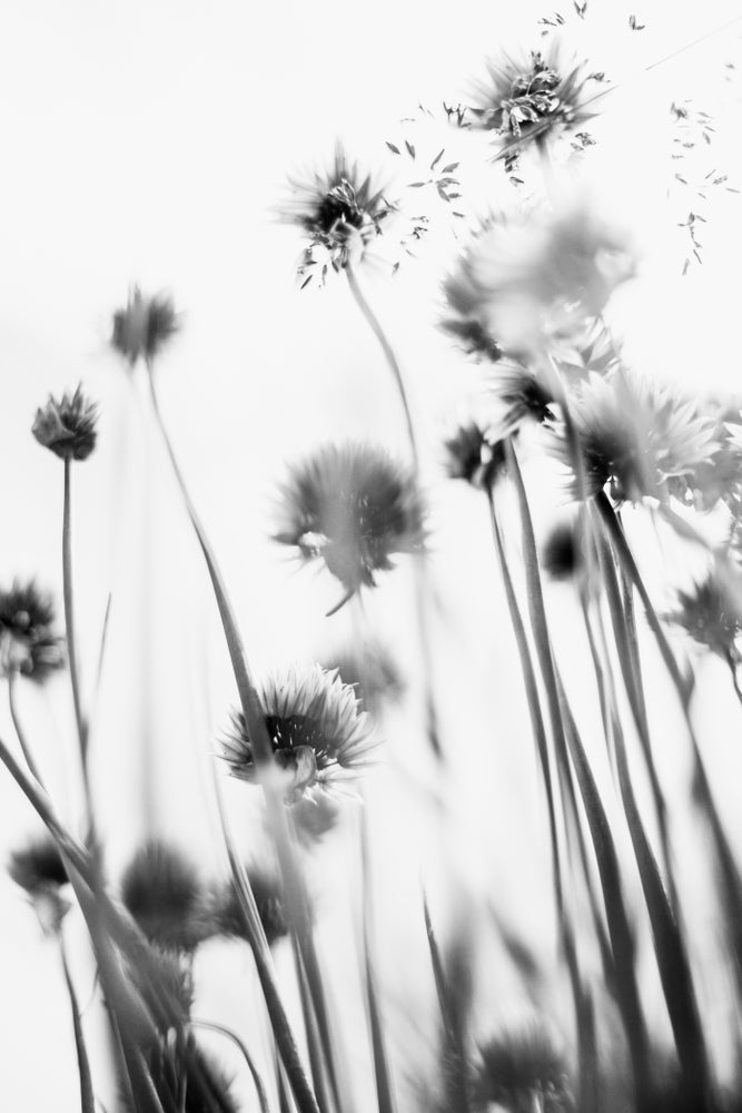 Flower Beneath B&W Photograph Home Decor Premium Quality Poster Print Choose Your Sizes