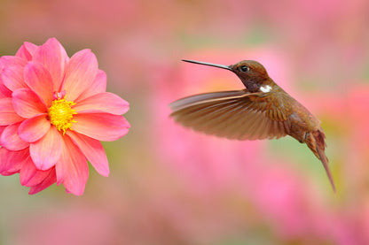 Humming Bird & Flower Photograph Print 100% Australian Made