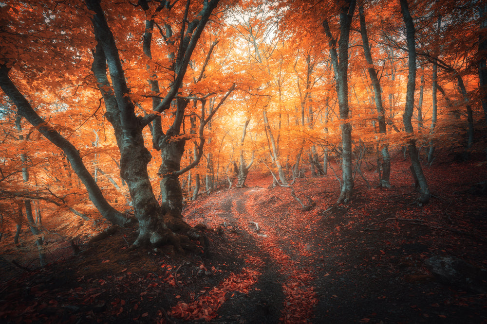 Autumn Forest Scenery Photograph Print 100% Australian Made