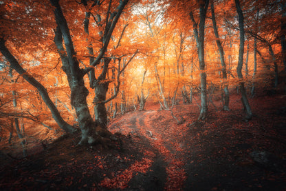 Autumn Forest Scenery Photograph Print 100% Australian Made