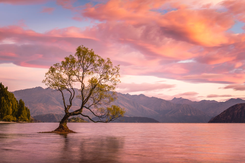 Tree in Lake Sunset View Photograph Print 100% Australian Made