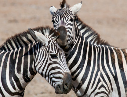 Zebras Portrait Photograph Print 100% Australian Made