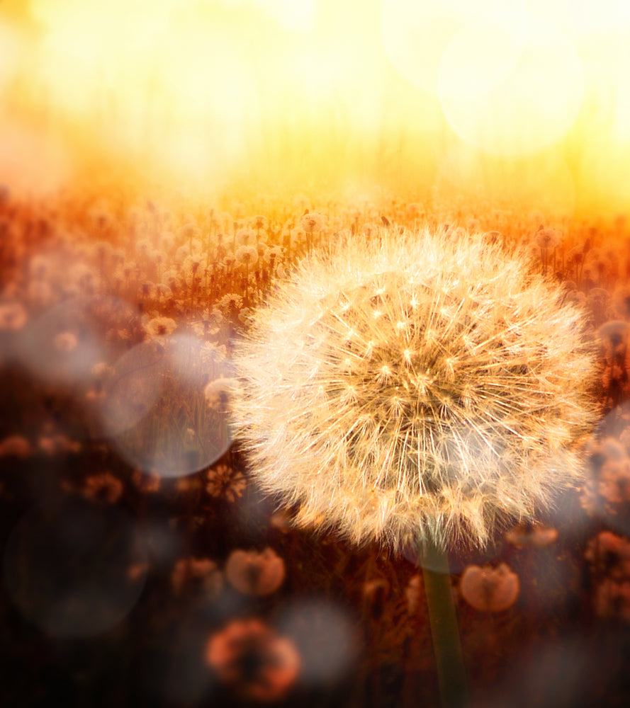 Beautiful Dandelion Flower Closeup Photograph Print 100% Australian Made