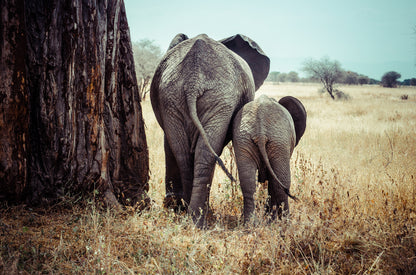 Elephant & Calf Walking Photograph Print 100% Australian Made