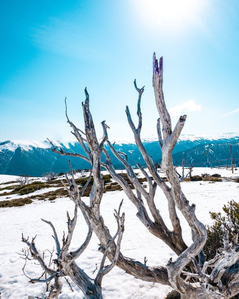 Dead Tree on Snow Capped Mountain Photograph Print 100% Australian Made