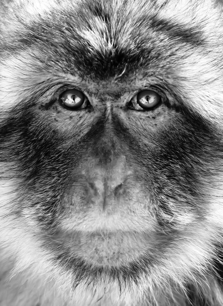 Monkey Face Portrait B&W Print 100% Australian Made