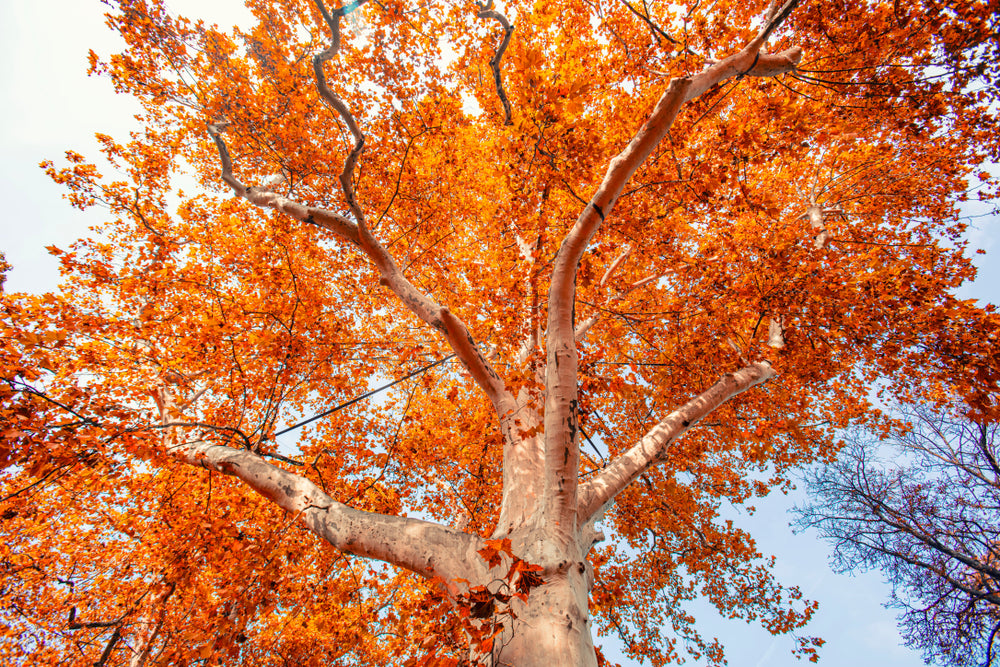 Stunning trees Nature Print 100% Australian Made