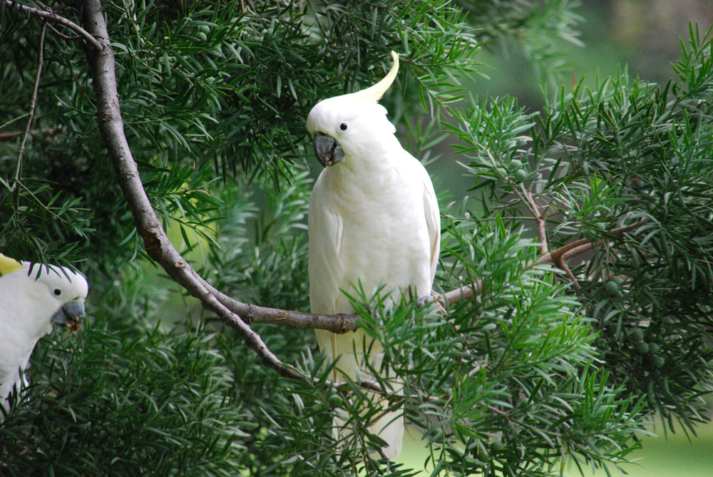 Australian Native White Cockatoo Bird Photograph Print 100% Australian Made