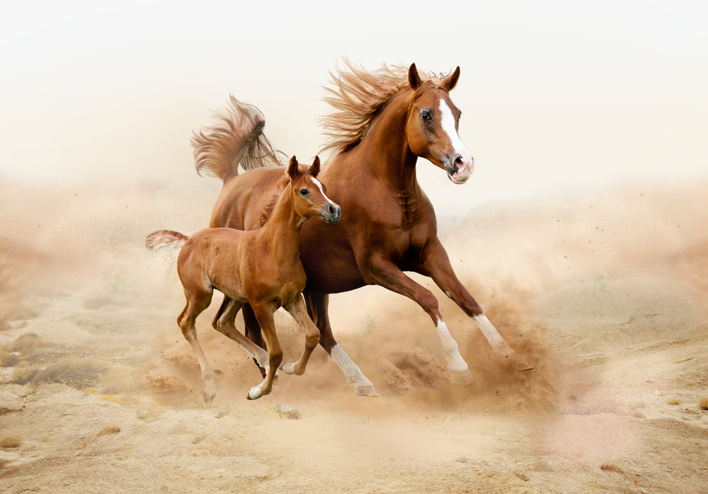 Running Horses Photograph Print 100% Australian Made