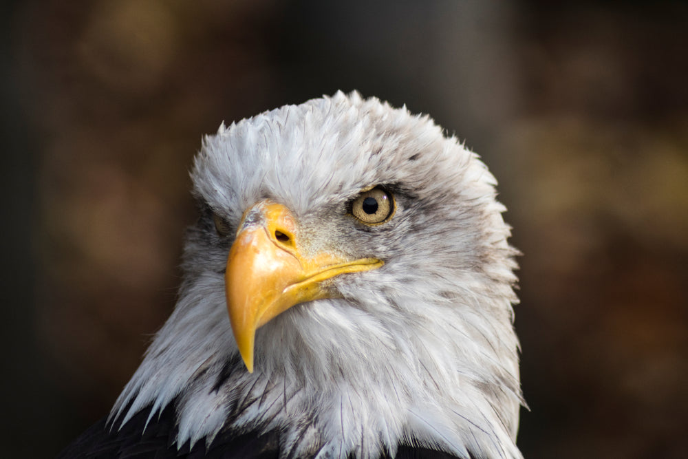 Eagle Face Portrait Photograph Print 100% Australian Made