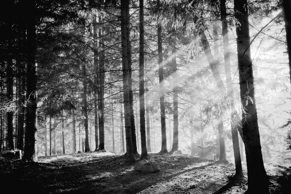 Forest Photograph B&W Print 100% Australian Made