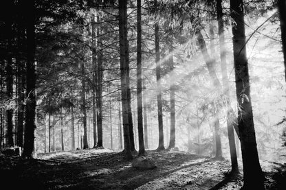 Forest Photograph B&W Print 100% Australian Made