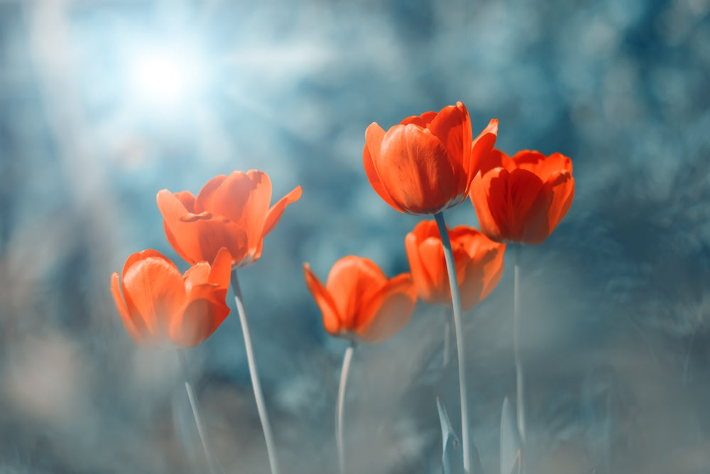 Orange Tulip Flowers Closeup Photograph Print 100% Australian Made