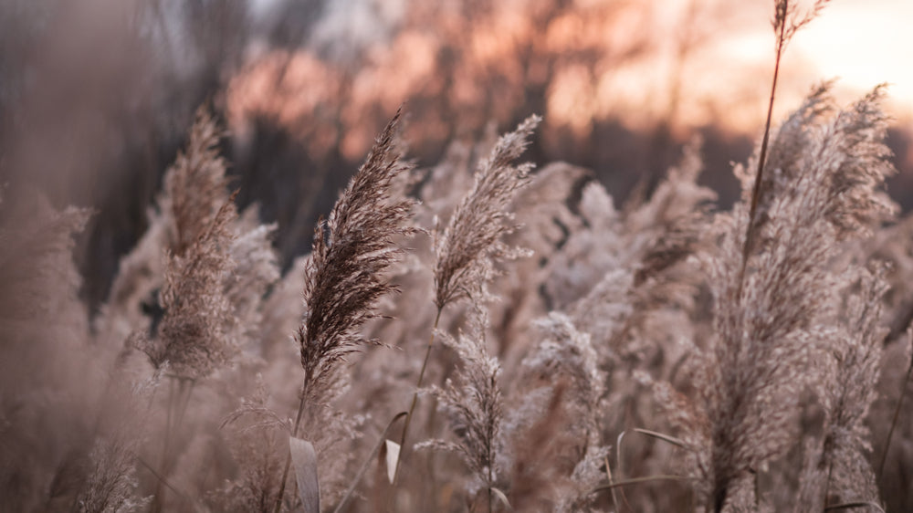Grass View at Sunset Photograph Print 100% Australian Made
