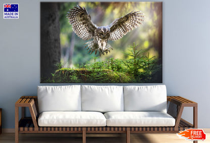 Flying Owl Closeup Photograph Print 100% Australian Made