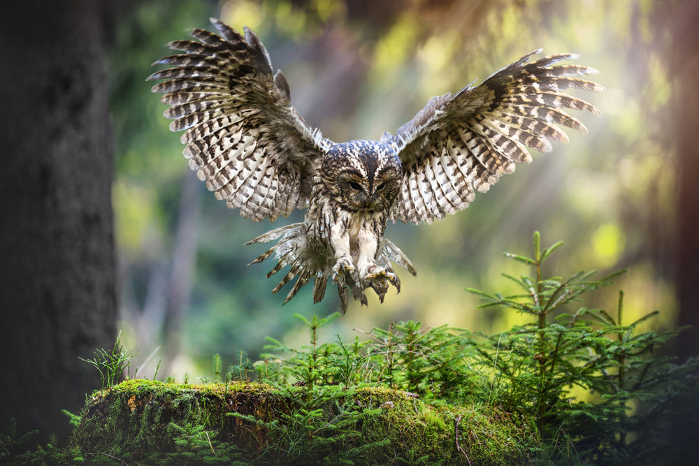 Flying Owl Closeup Photograph Home Decor Premium Quality Poster Print Choose Your Sizes