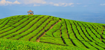 Stunning Tea Estate Scenery View Photograph Home Decor Premium Quality Poster Print Choose Your Sizes