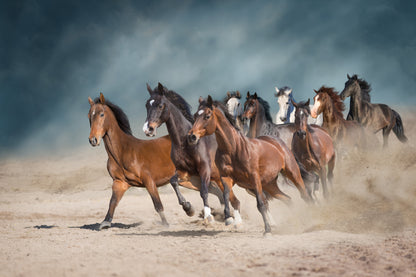 Horses Running on Sand Dusty Photograph Print 100% Australian Made