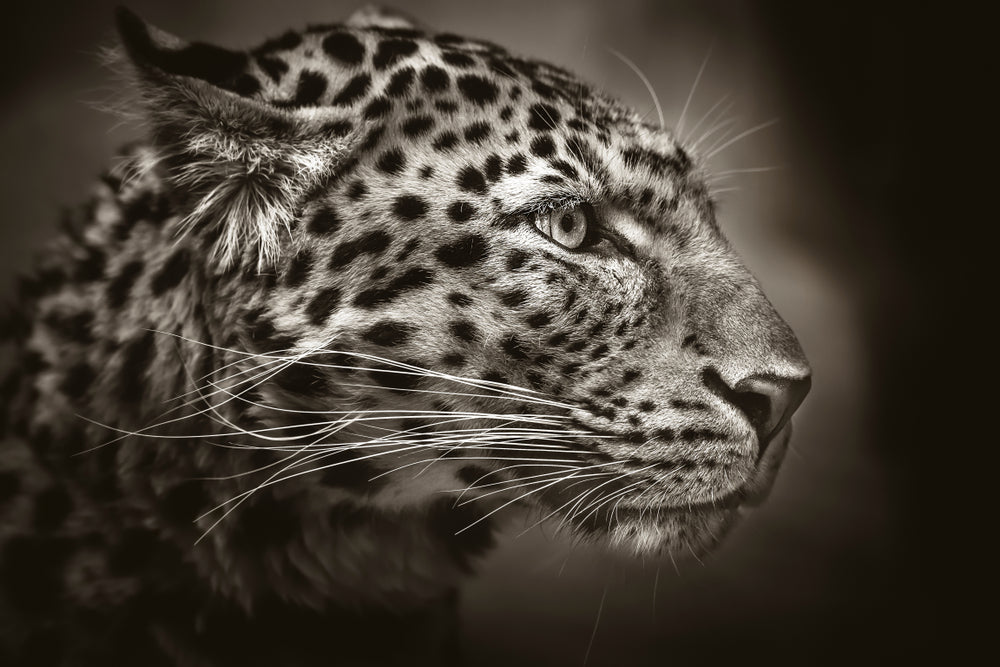 Leopard Face Portrait Photograph Print 100% Australian Made