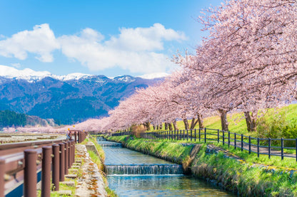 Blossom Trees Alone Canal View Print 100% Australian Made