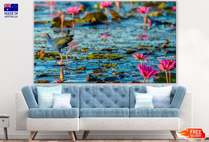 Beautiful Bird Walking Over Lotus Lake Photograph Print 100% Australian Made