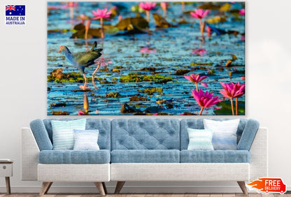 Beautiful Bird Walking Over Lotus Lake Photograph Print 100% Australian Made