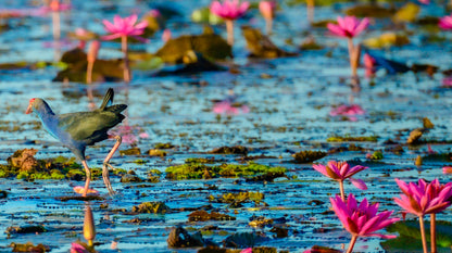 Beautiful Bird Walking Over Lotus Lake Photograph Print 100% Australian Made