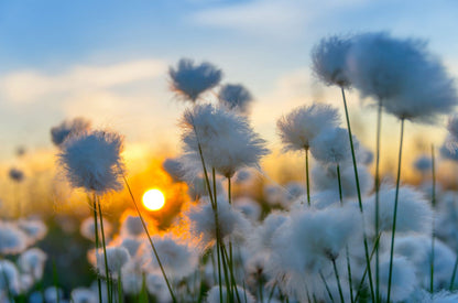 White Flowers Sunset View Closeup Home Decor Premium Quality Poster Print Choose Your Sizes