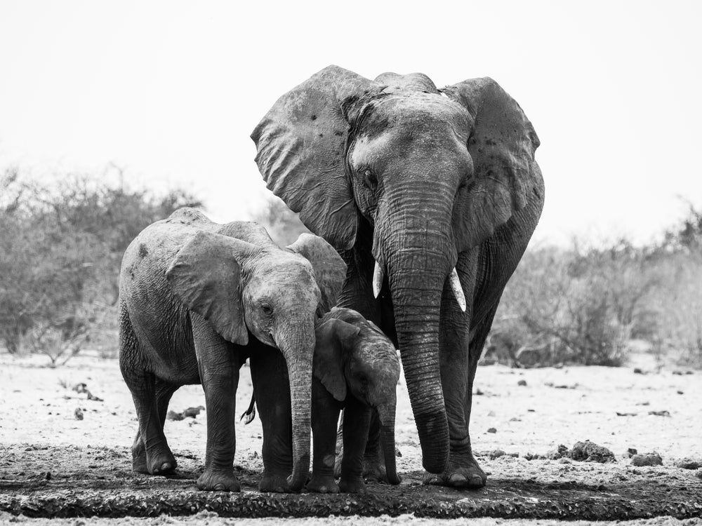 Elephants B&W Photograph Home Decor Premium Quality Poster Print Choose Your Sizes