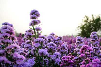 Macro View of Mauve Margaret Flowers in Field Photograph Print 100% Australian Made