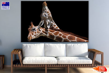 Giraffe Pair Portrait Photograph Print 100% Australian Made
