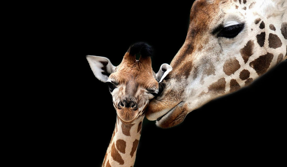 Giraffe & Calf Portrait Photograph Print 100% Australian Made