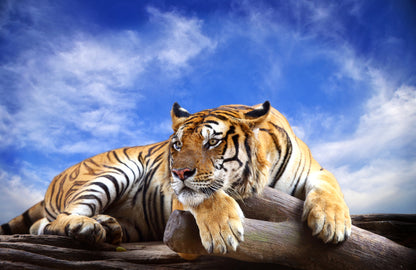 Tiger Sitting on Trunk Photograph Home Decor Premium Quality Poster Print Choose Your Sizes