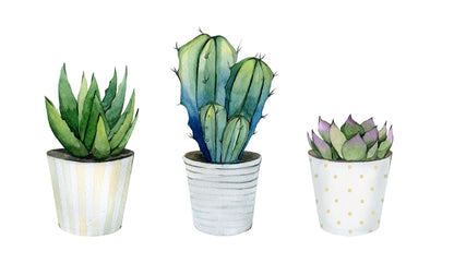Cactus Plants Watercolor Painting Print 100% Australian Made