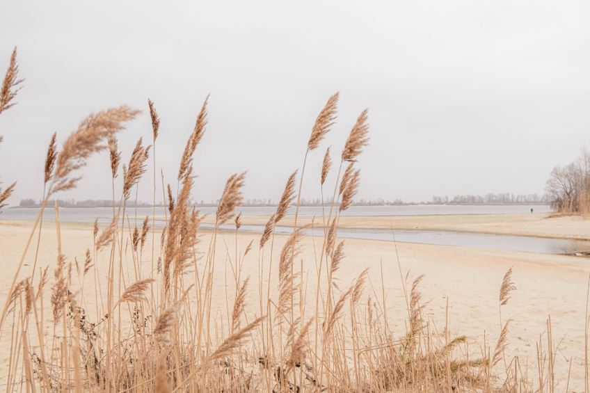 High Dried Grass & Sea Scenery Photograph Print 100% Australian Made