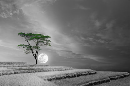 Tree & Moon B&W Photograph Print 100% Australian Made