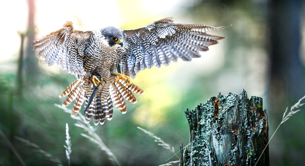 Flying Eagle Closeup Photograph Print 100% Australian Made