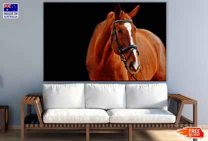 Brown Horse Portrait Photograph Print 100% Australian Made