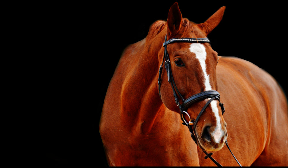 Brown Horse Portrait Photograph Print 100% Australian Made
