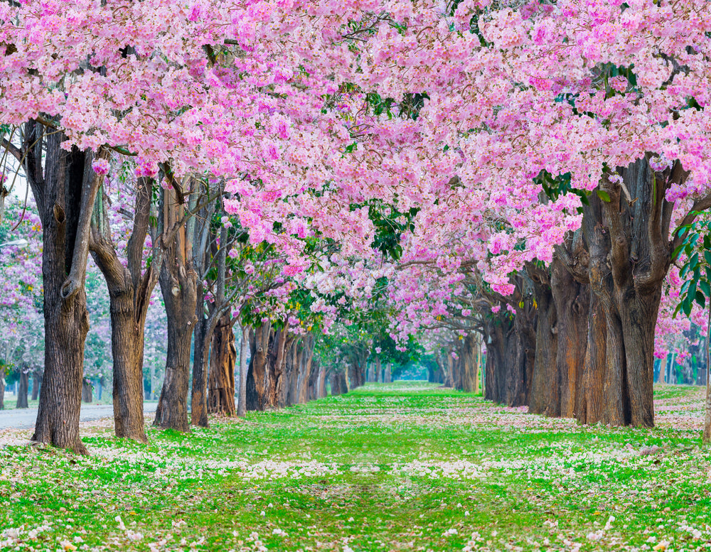 Cherry Blossom Floral Tree Tunnel Print 100% Australian Made