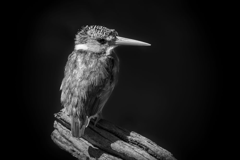 Kookaburra Bird B&W Photograph Home Decor Premium Quality Poster Print Choose Your Sizes