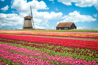 Flower Field & Windmill Scenery Home Decor Premium Quality Poster Print Choose Your Sizes