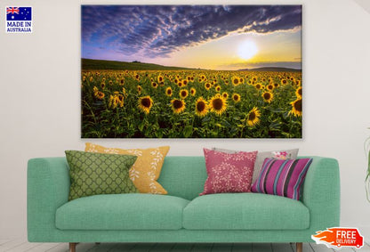 Sunflower Field at Sunset Scenic Photograph Print 100% Australian Made