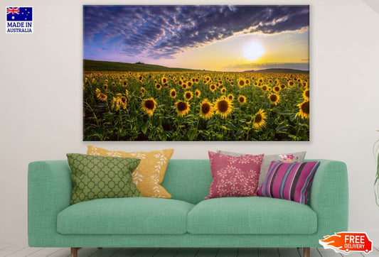 Sunflower Field at Sunset Scenic Photograph Print 100% Australian Made