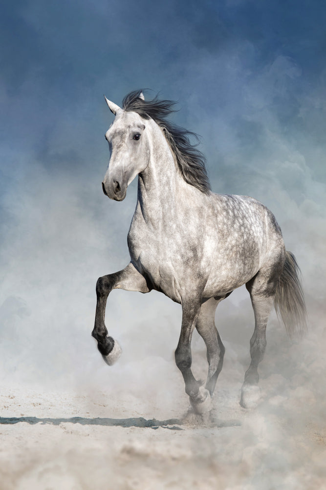 Running Horse Photograph Home Decor Premium Quality Poster Print Choose Your Sizes
