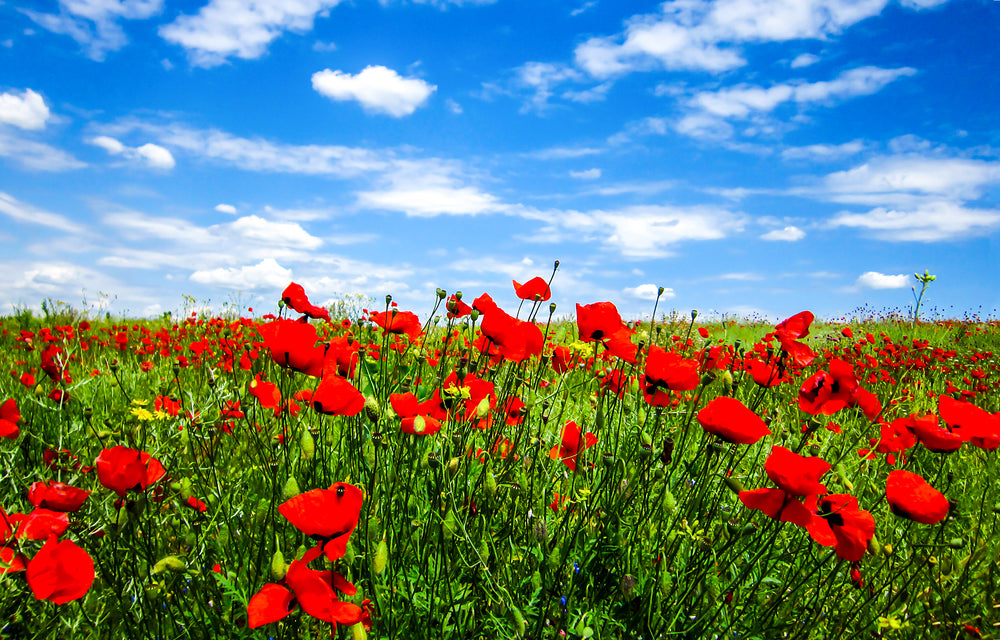 Red Flower Field Photograph Print 100% Australian Made