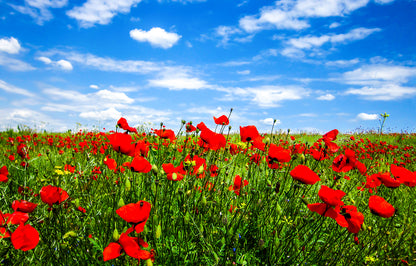 Red Flower Field Photograph Print 100% Australian Made