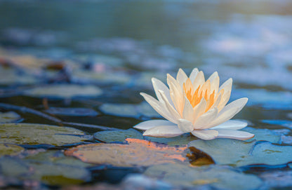 Lotus Flower on Water Photograph Home Decor Premium Quality Poster Print Choose Your Sizes