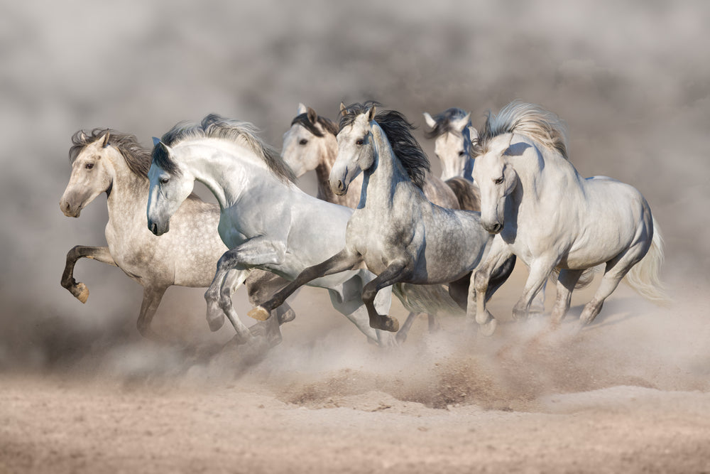 Running Horses Photograph Home Decor Premium Quality Poster Print Choose Your Sizes